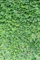 Green creeping ivy background