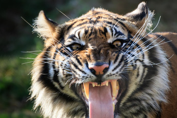 Sumatran Tiger Air-Scenting