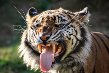 Fototapeta na wymiar Sumatran Tiger Air-Scenting and Looking Fierce