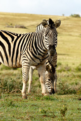 Fototapeta na wymiar Zebras standing and eating grass