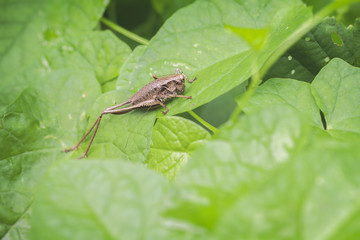 Gemeine Strauchschrecke - Pholidoptera griseoaptera