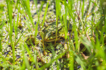 Teichfrosch - Sumpf