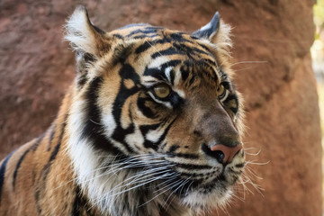 Sumatran Tiger Portrait