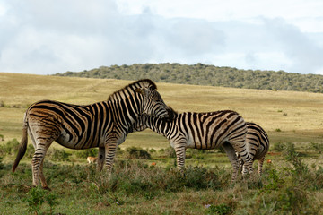 Fototapeta na wymiar Zebras rubbing their necks