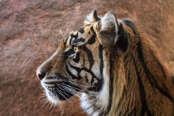 Sumatran Tiger Up Close