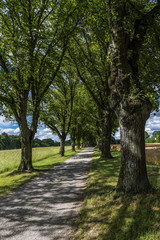 Lindenallee in Oberbayern bei Aufkirchen