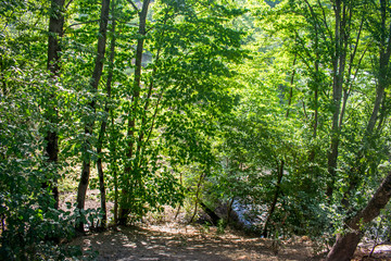 forest rocky and beautiful landscape, asia azerbaijan