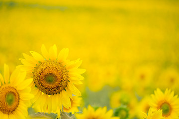 Fototapeta premium Sunflowers garden under the big tree in Khao Yai of Thailand