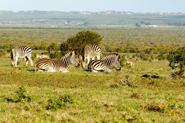 Zebras laying, while the other is standing and eating grass