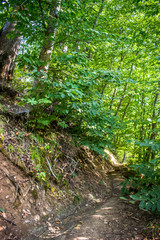 Obraz premium pedestrian road in mountain and forest