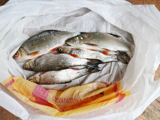 caught fish in a package