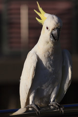 Sulphur-crested Cockatoo