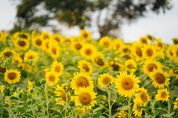 Sunflowers garden under the big tree in Khao Yai of Thailand