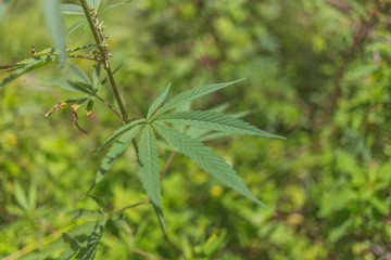A marijuana leaf in a farm.