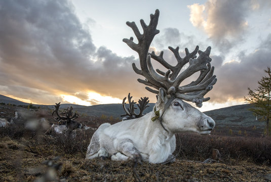rein deer in northern Mongolia