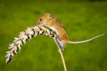 Harvest Mouse On Wheat Stem