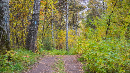 Fototapeta premium The forest road passing through beautiful colorful autumn forest. Autumn. A beautiful scenic place