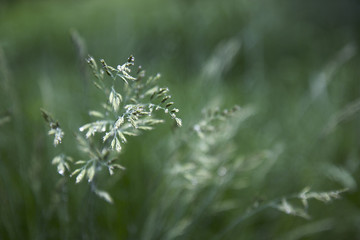 green grass and water drops after rain, background.