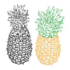 Realistic Hand-drawn Pineapples Vector Illustration