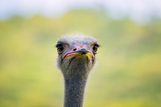 close up head of ostrich against green blur background