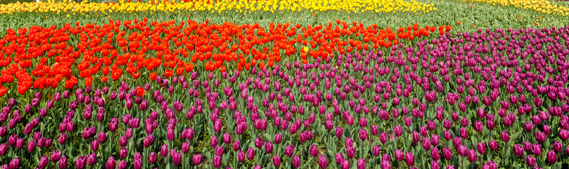 Tulip. Beautiful field garden of tulips. colorful tulips. tulips