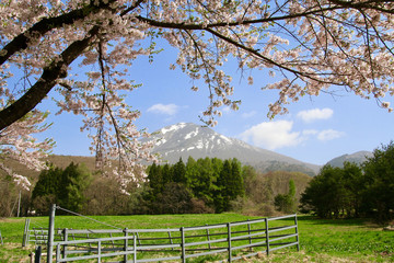 Fototapeta premium 春の町営牧場（猪苗代町）
