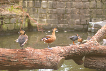 brown ducks