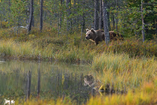 Wildflife photo of large brown bear (Ursus arctos) in his natural environment in northern Finland - Scandinavia in autumn forest, lake and colorful grass