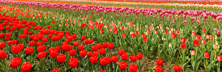 Tulip. Beautiful field garden of tulips. colorful tulips. tulips