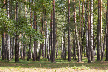 Autumn forest / Beautiful sunny day in autumn forest