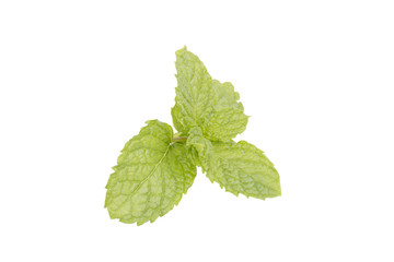 Fresh mint leaves isolated on white background. © ddukang