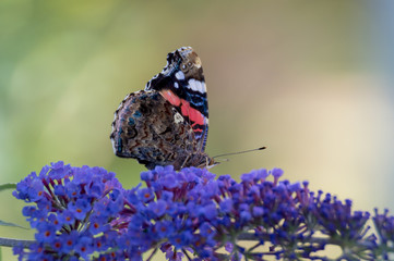 Butterfly on lilac