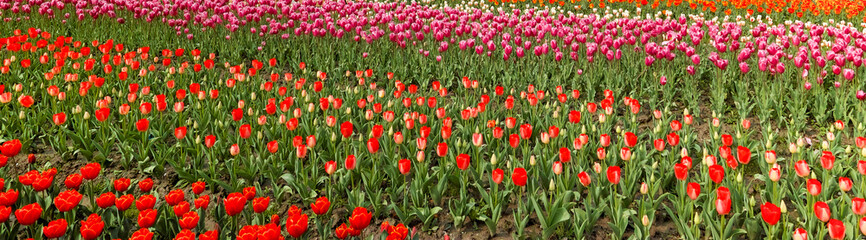 Tulip. Beautiful field garden of tulips. colorful tulips. tulips