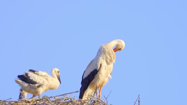 Storch im Nest am putzen mit Jung V&ouml;gel