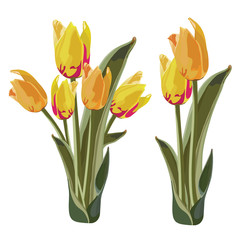 Golden Yellow and Orange Tulips Vector illustration