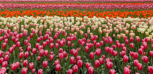 Tulip. Beautiful field garden of tulips. colorful tulips. tulips