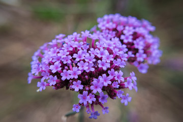 Le violet en fleurs