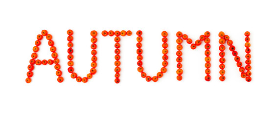 Autumn. Autumnal rowanberry font, letters on white background