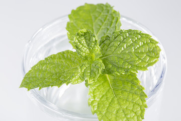 Full glass of water with mint leaf isolated on white background. Closeup.