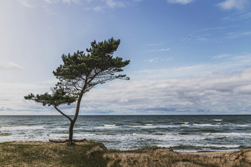 On the shores of the Baltic Sea Latvia.Pie grows green high pine