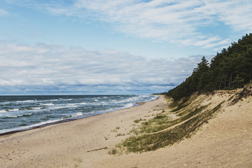 On the shores of the Baltic Sea Latvia.Pie grows green high pine