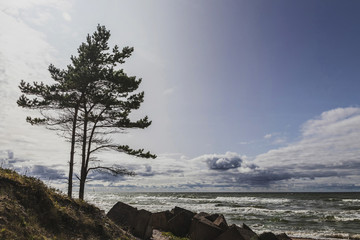 On the shores of the Baltic Sea Latvia.Pie grows green high pine