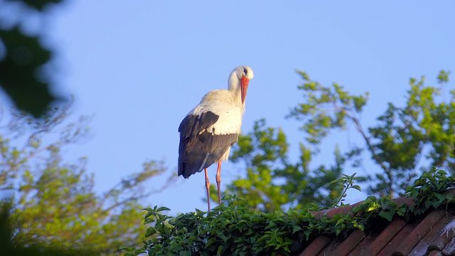 Storch auf einem Dach - putzt sich