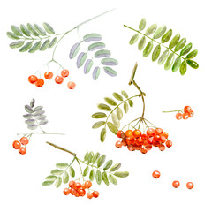 Rowen branches and clusters