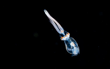 A larval squid at night in the gulfsteram.