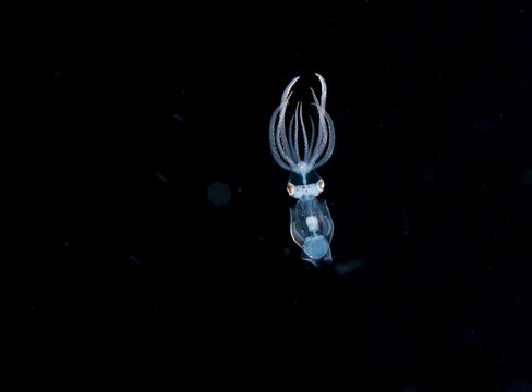 A larval squid at night in the gulfsteram.