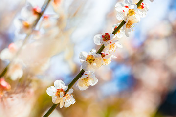 White plum blossoms.Located in Tokyo Prefecture Japan.