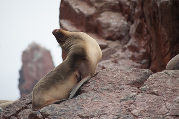 Seal Posing For a Photo