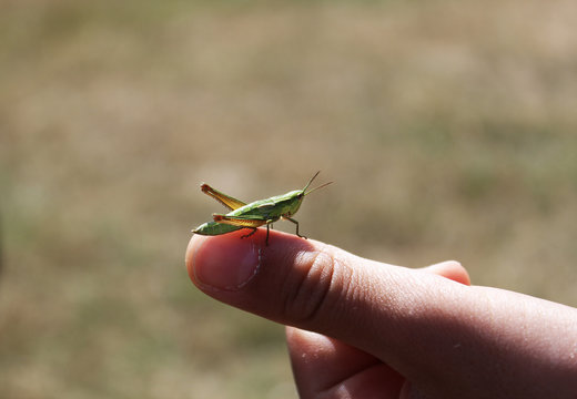 Guardarsi con un grillo
