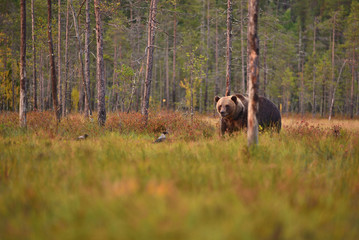 Wildflife photo of large brown bear (Ursus arctos) in his natural environment in northern Finland - Scandinavia in autumn forest, lake and colorful grass